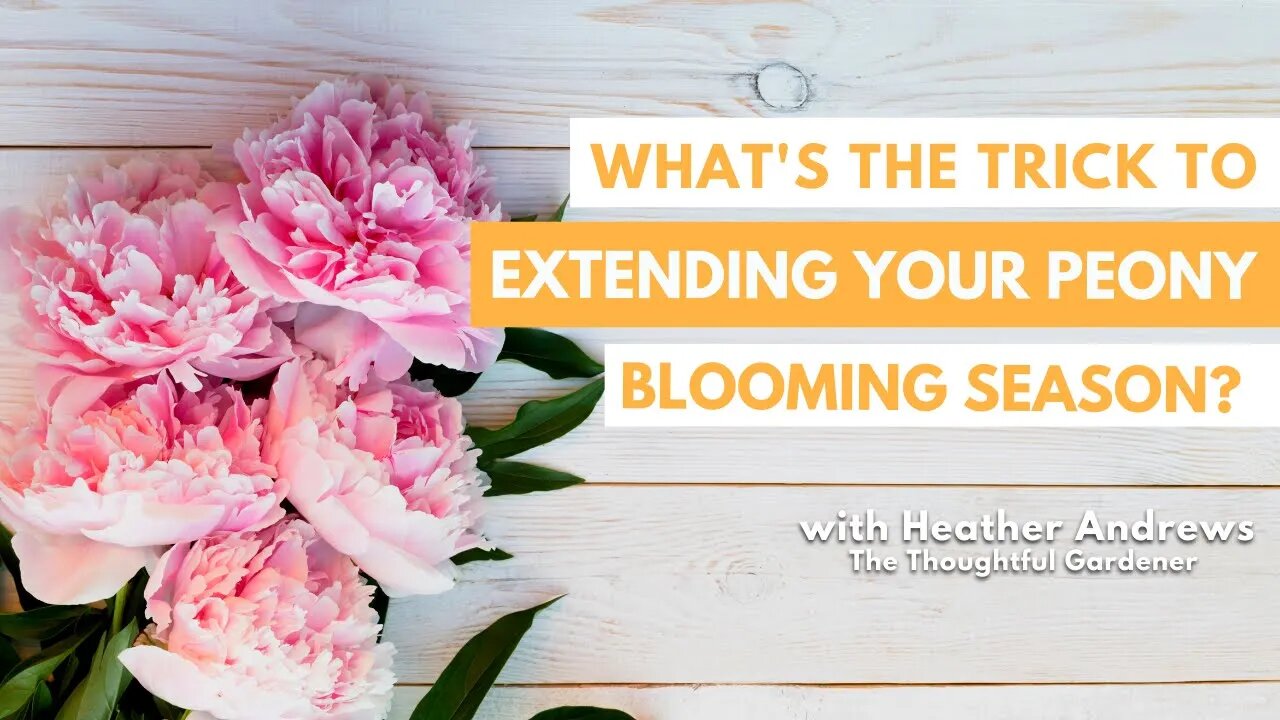 What's the TRICK to EXTENDING Your Peony Blooming Season?