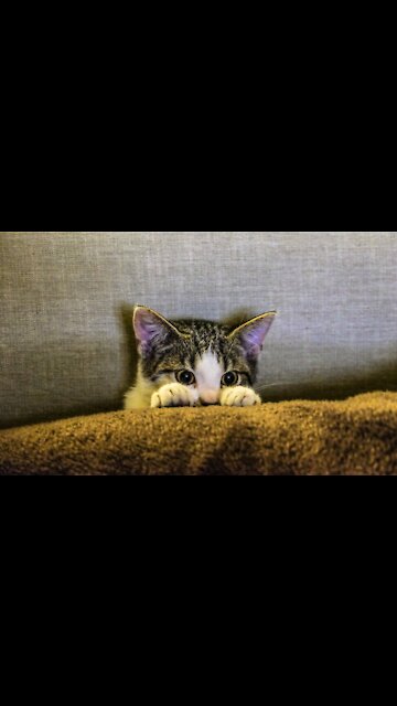 Cat In Aw At The Sound Of The Metronome #shorts