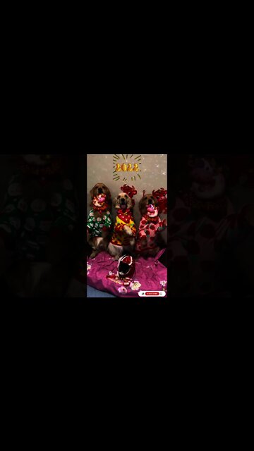 Cute Cat And Dog Wish Everyone Youtube Lover Happy New Year 2022 #Shorts