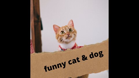 funniest cats and dogs