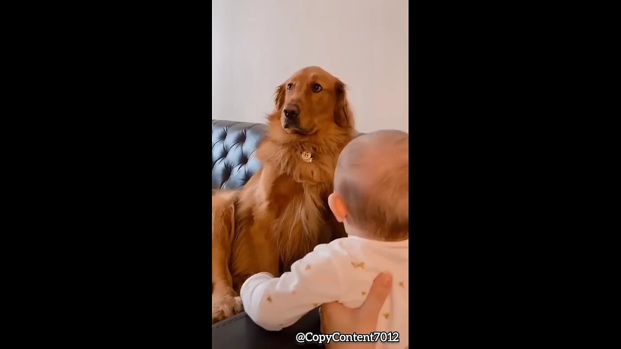 Funny Golden Retriever Pretends Not To Notice New Baby