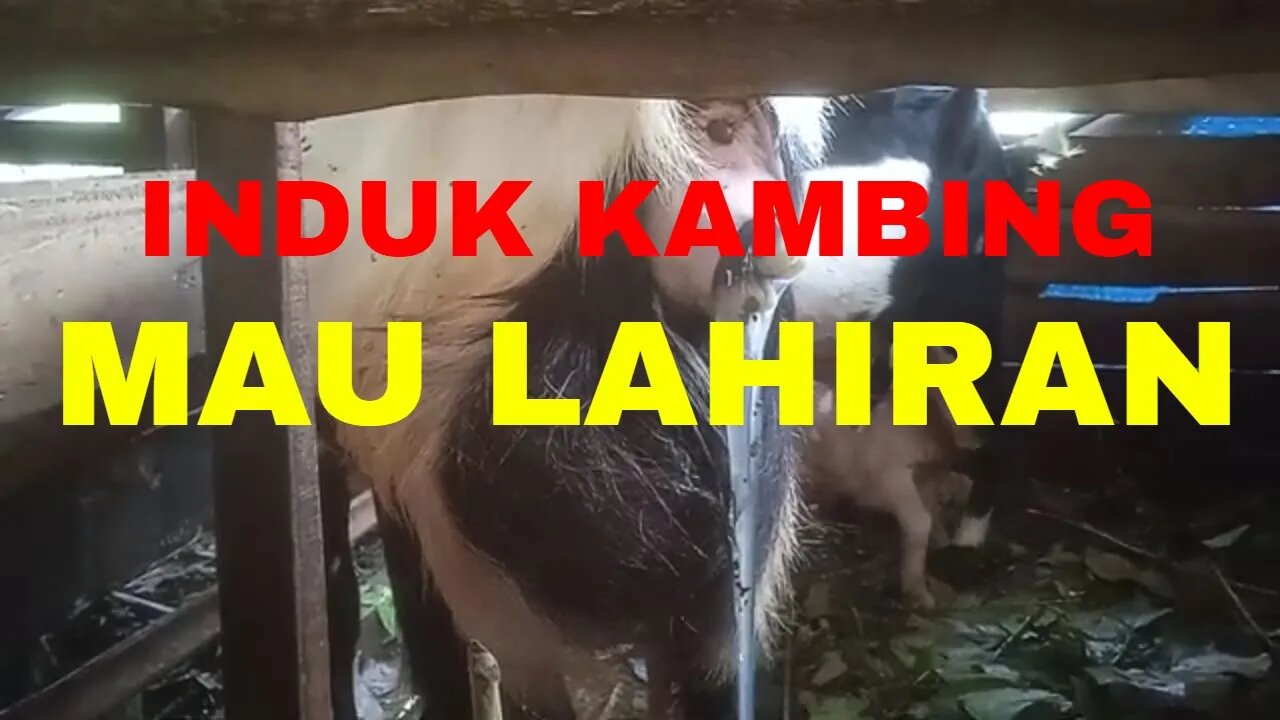 Kambing Mau Lahiran