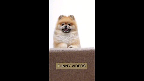 Funny Short Videos