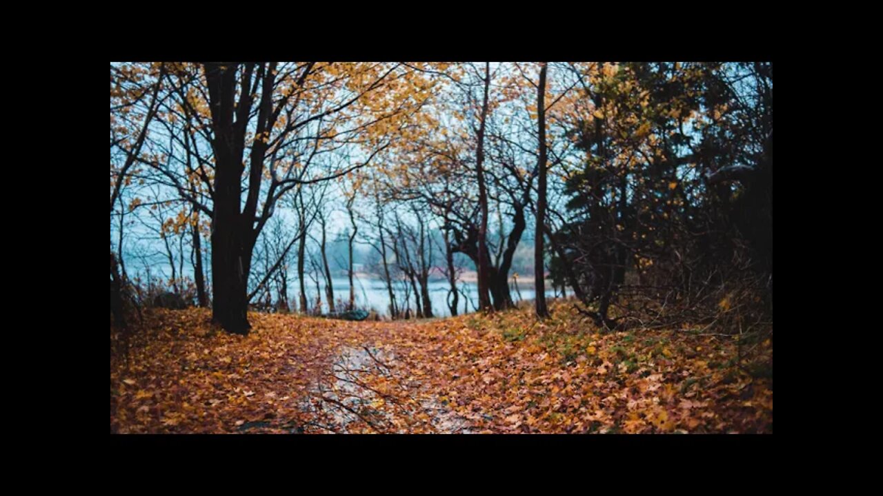 Gentle rain hitting a puddle in an autumn colored path by a lake