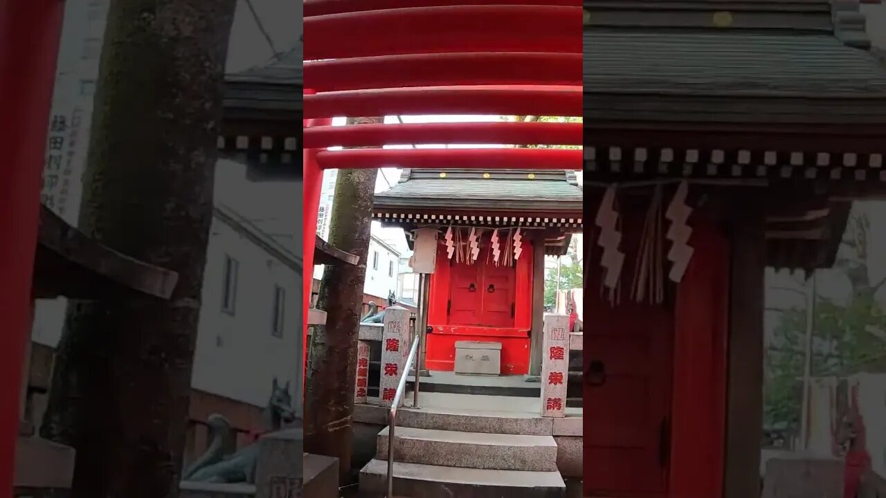 A Japan that no one knows A maiden playing the shamisen Shimotani Shrine #shorts