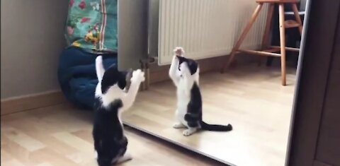 Funny cat and mirror video