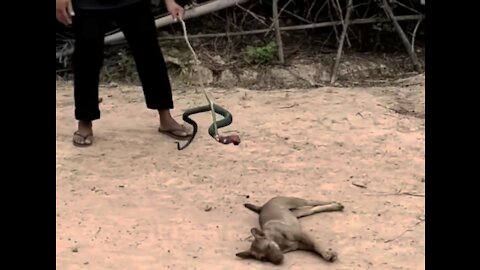 funny dog ​​reaction with snake