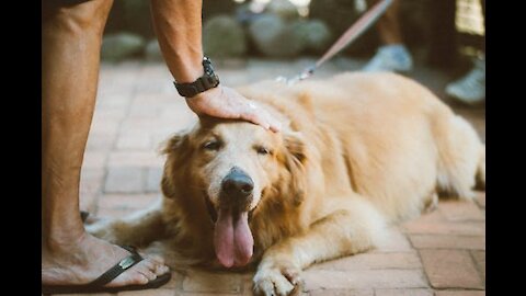 Golden retriever funny and cute short videos