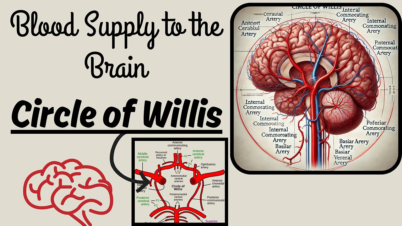 Comprehensive Overview of Brain Blood Supply | Circle of Willis Explained