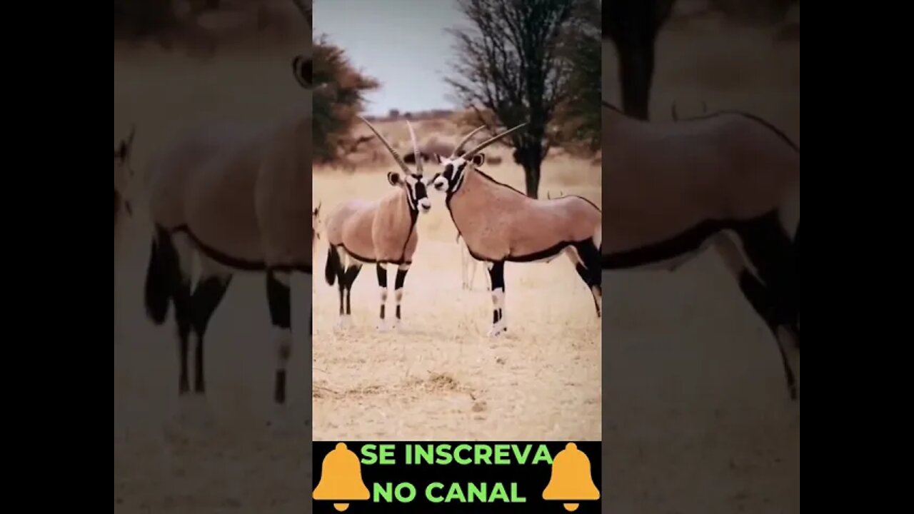 Antílopes das Planícies Africanas #shorts