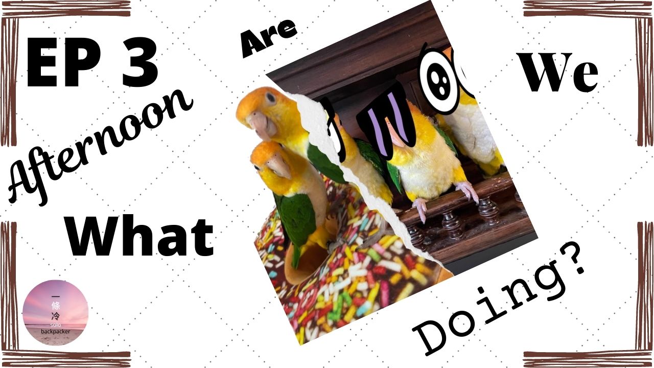 Ep3 The afternoon routine of the caique