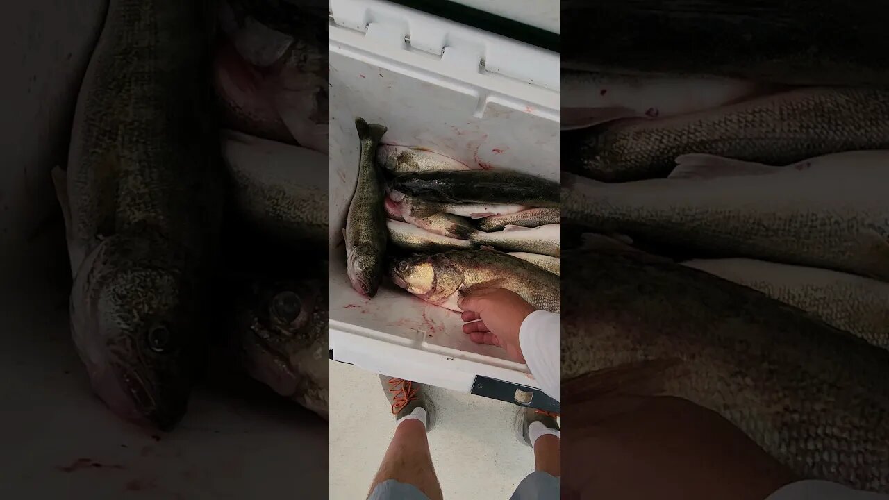 Yesterday's haul! we smoked them on Erie, fishing was fire after the blow! 29.25" Monster in the box