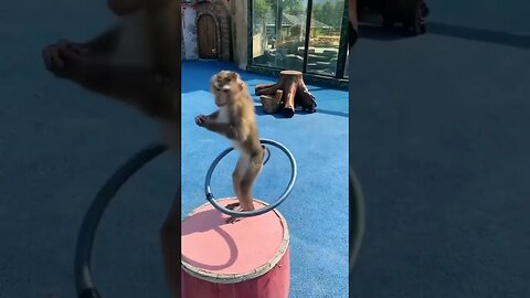 Funny Monkey #viral #videos #funnyvideo