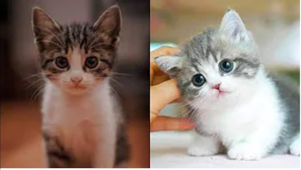 CUTEST CATS || Funny and Cute Cat Videos Compilation 2021