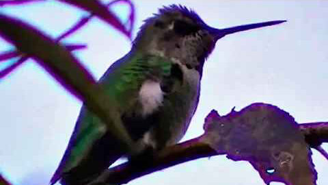 IECV NV #78 - 👀 Hummingbird In The Rain & At The Feeder 12-14-2014