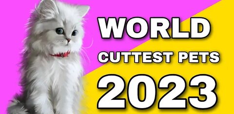 Cuttest Kitten's 2023 I PET NATION