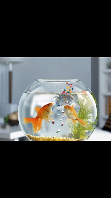 The best natural scenery of ornamental fish.