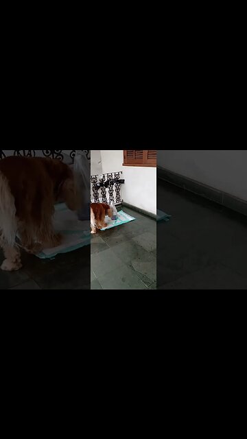 #dogshorw , #animals , #dogs , #shorts