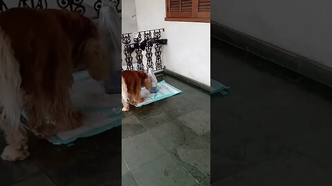 #dogshorw , #animals , #dogs , #shorts