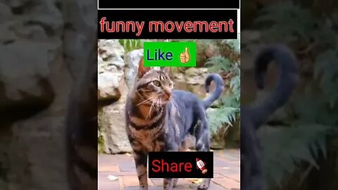 cute cat funny movement || #shorts #youtubeshorts #funnyvideo #funny #intrestedwithnitin(1)