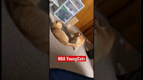 NBA YoungCats