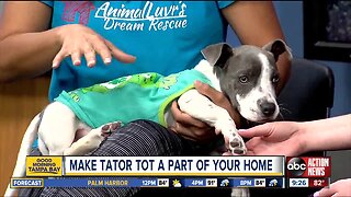 Rescues in Action Aug. 24 | Tater Tot