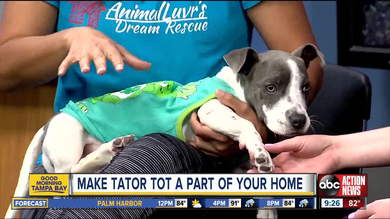 Rescues in Action Aug. 24 | Tater Tot