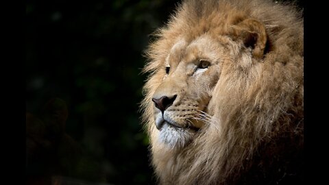 Funny! Lioness endeavoring to bait a uninterested male Lion to mate!