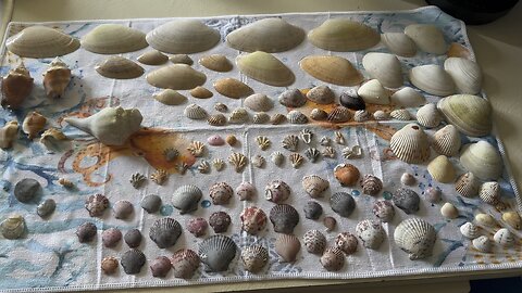 Beach Finds 7/30/2023 #Shell #FFC #KittenPaw #MoonSnail #Scallop ##MarcoIsland #TigertailBeach #4K