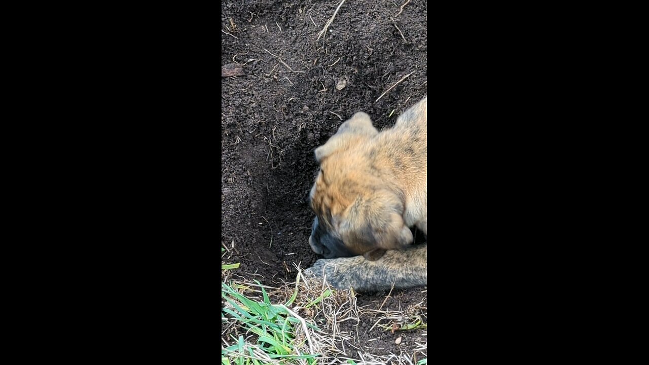 Boerboel Puppy Hunting Rodents