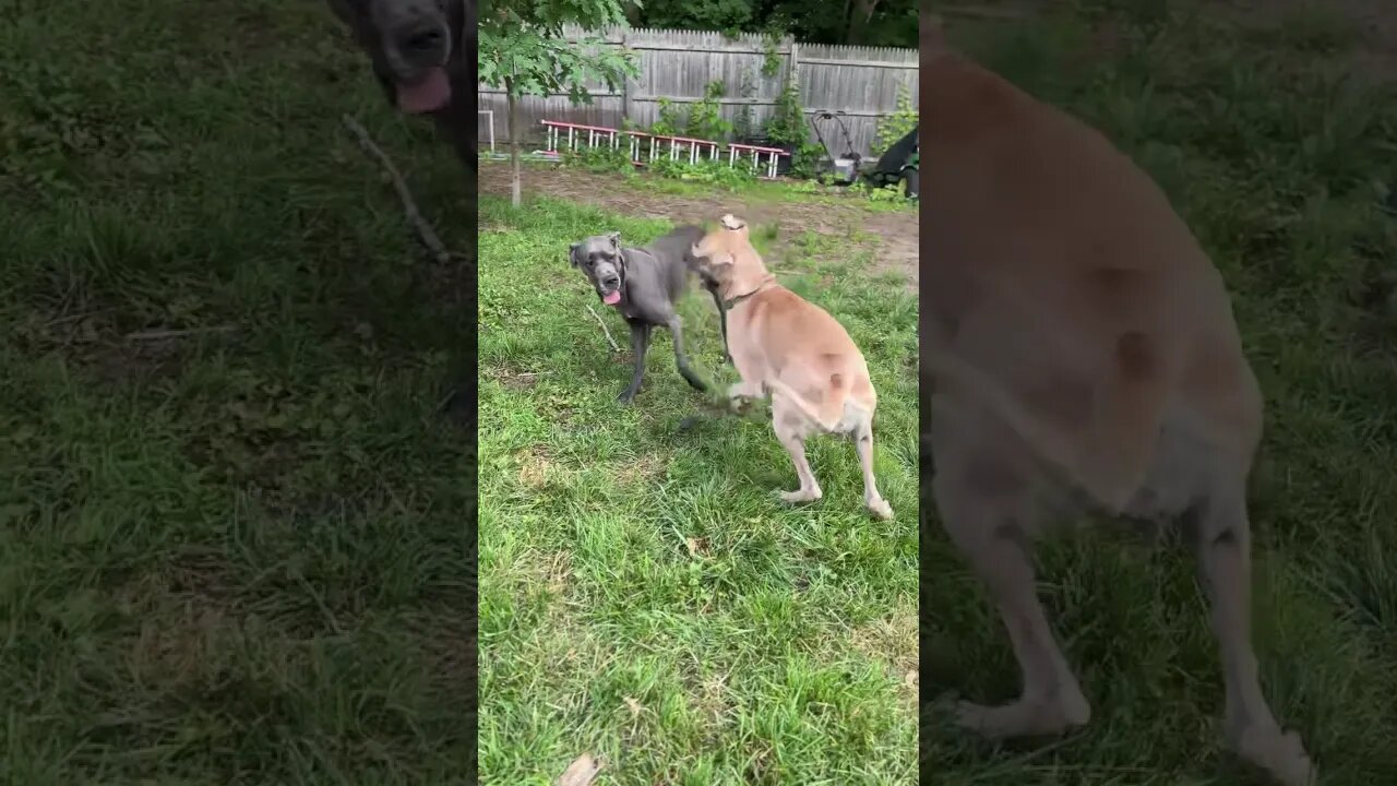 Gertrude and Edith going crazy