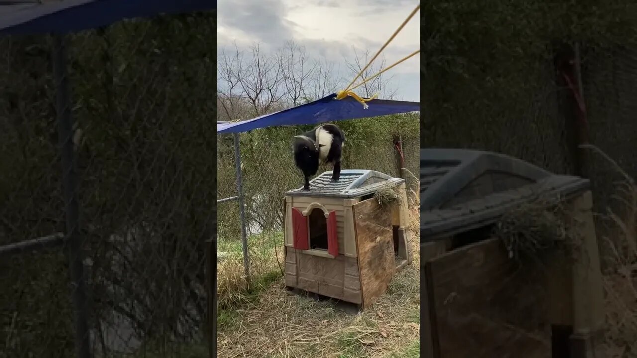 Big boy is on the roof