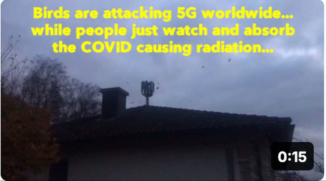 Birds attacking 5G worldwide... while people just watch and absorb COVID causing radiation...