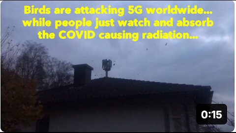 Birds attacking 5G worldwide... while people just watch and absorb COVID causing radiation...