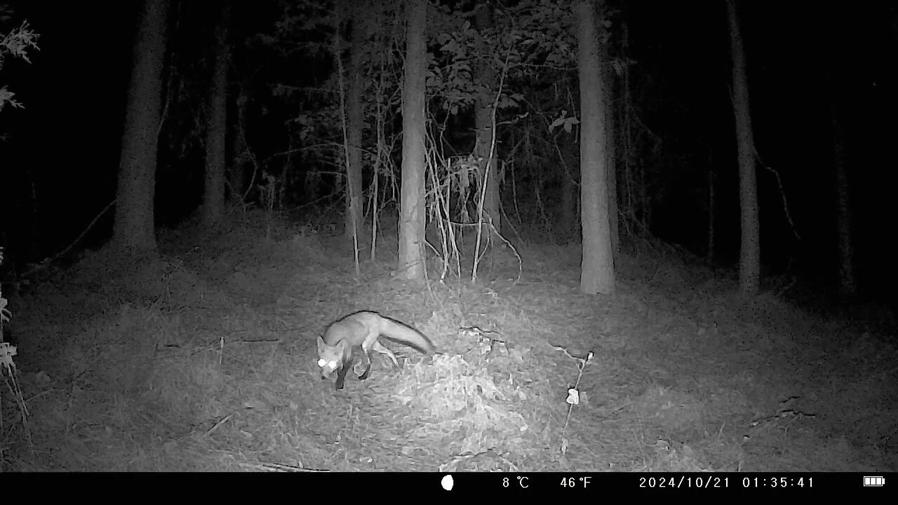 Fox Scavenging In Woods (Trail Cam Footage)