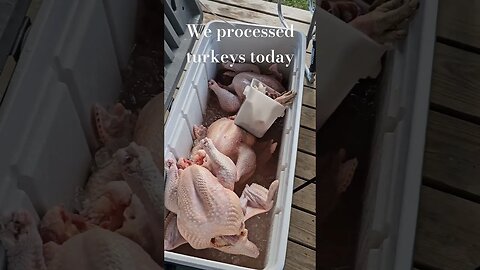 hard but worth it #video #turkey #shorts #homestead #farm #farmlife #selfsufficiency #homesteadlife