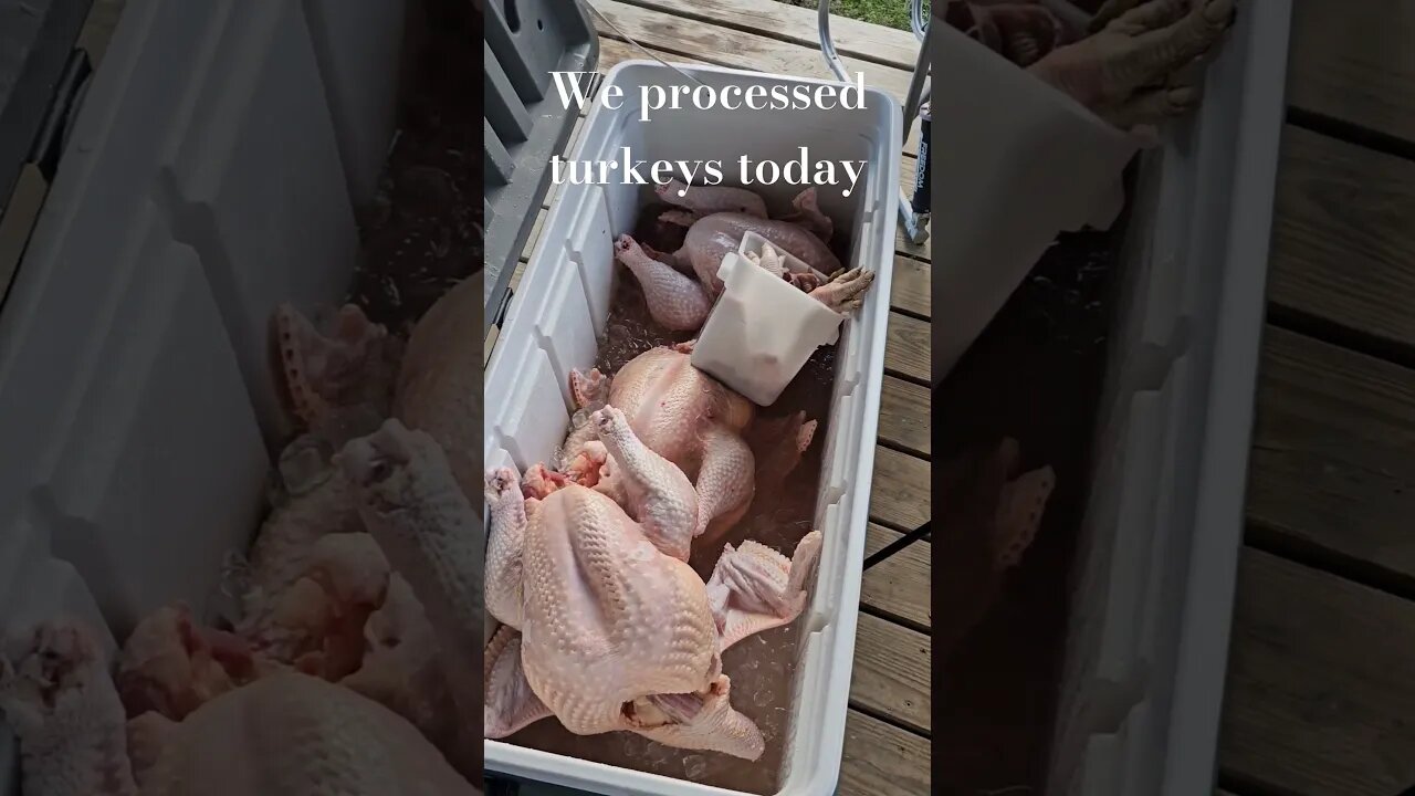 hard but worth it #video #turkey #shorts #homestead #farm #farmlife #selfsufficiency #homesteadlife