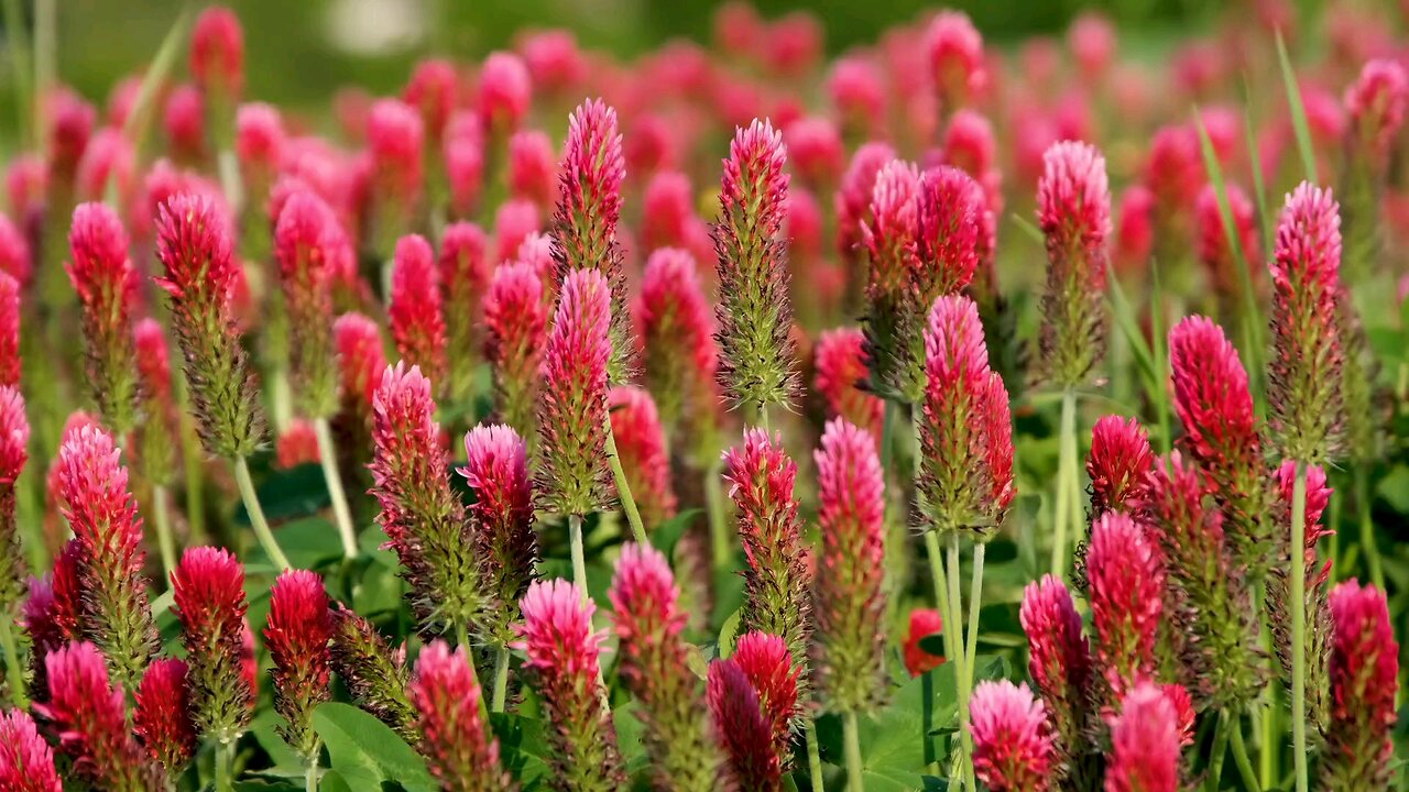 "Red Clover (Trifolium pratense): Vibrant Blooms and Benefits"