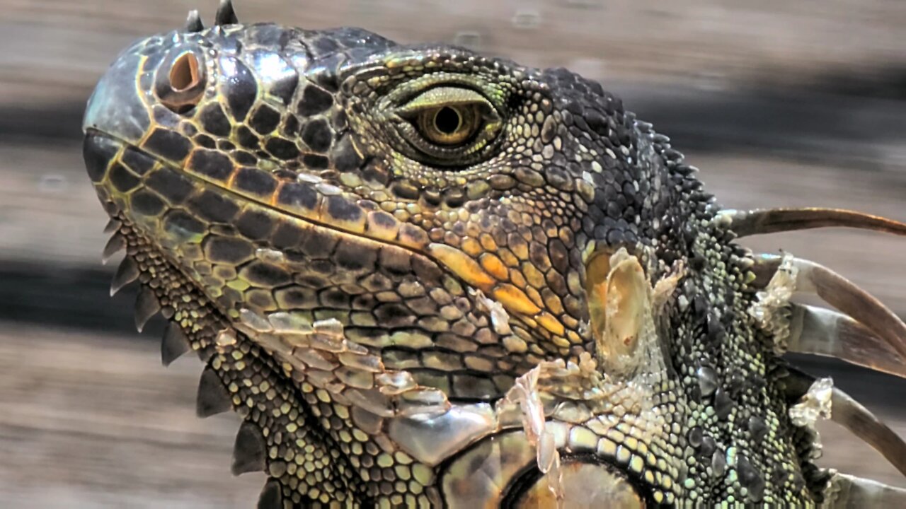 Fort Lauderdale Iguanas