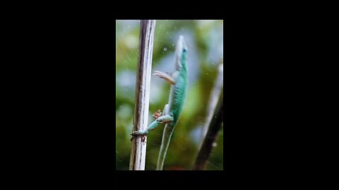 Caribbean Anoles are surprisingly well adapted to the Environment!!!