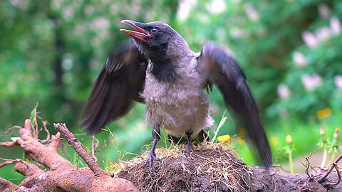 Close-up of CAWING Hooded Crow Fledgling