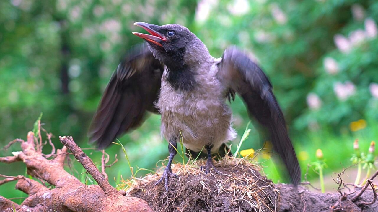 Close-up of CAWING Hooded Crow Fledgling