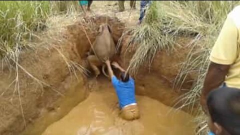 Baby elefante salvato da un pozzo molto profondo