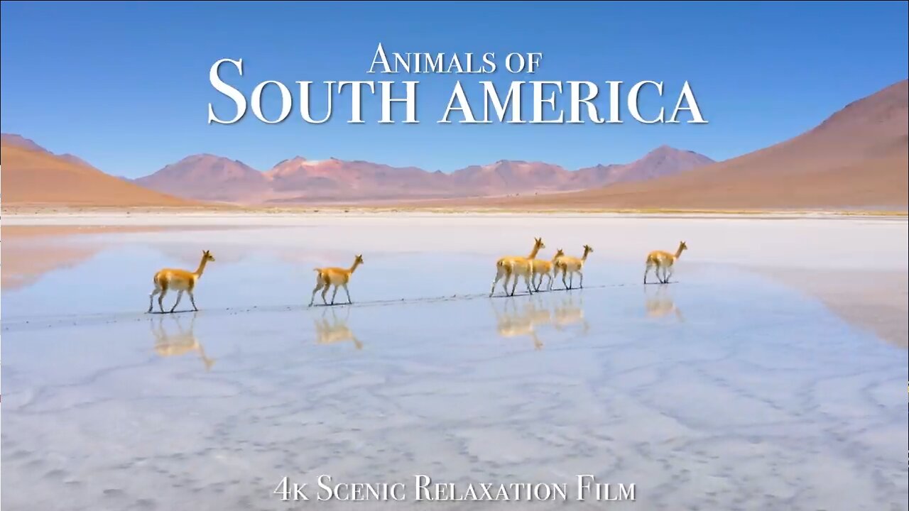 Animals of South America HD - Scenic Wildlife Film With Calming Music