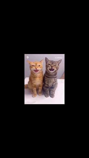 Chatty Kitties #caterday