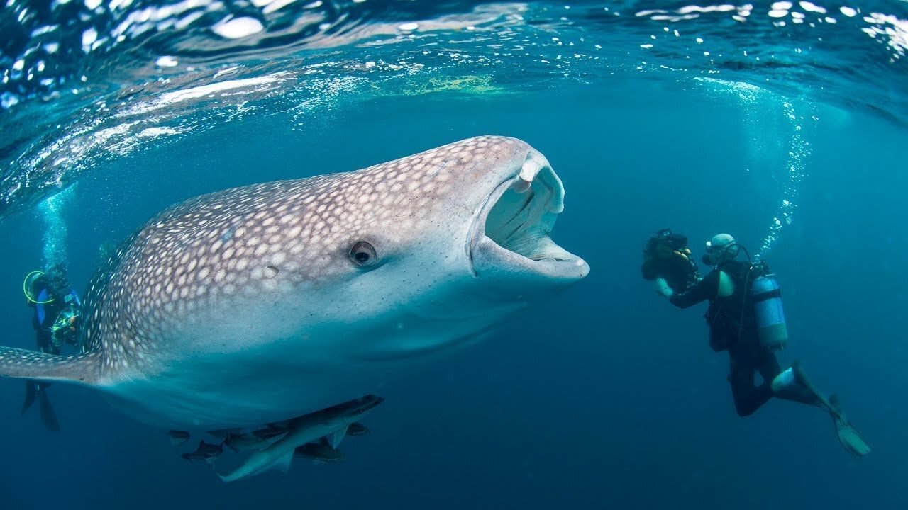 Wild Whale Rushes To Save Diver From Giant Shark