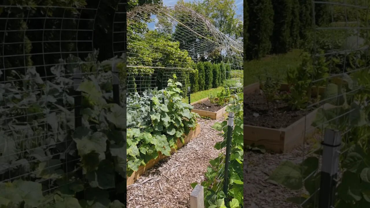 A HARVEST🌱#harvesting #garden #homestead #healthyfood #organic #foryou #fyp #reels #cottagecore