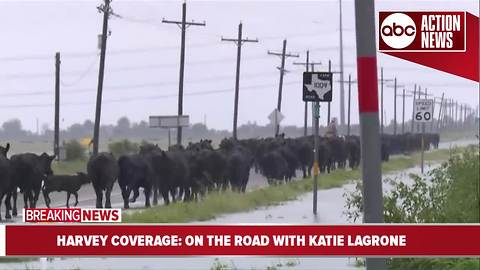 Cattle rescues underway on roads in Texas following floods