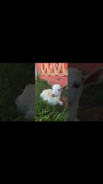 I PULLED UP ON BABY LAMBORGHINI IN PERSON