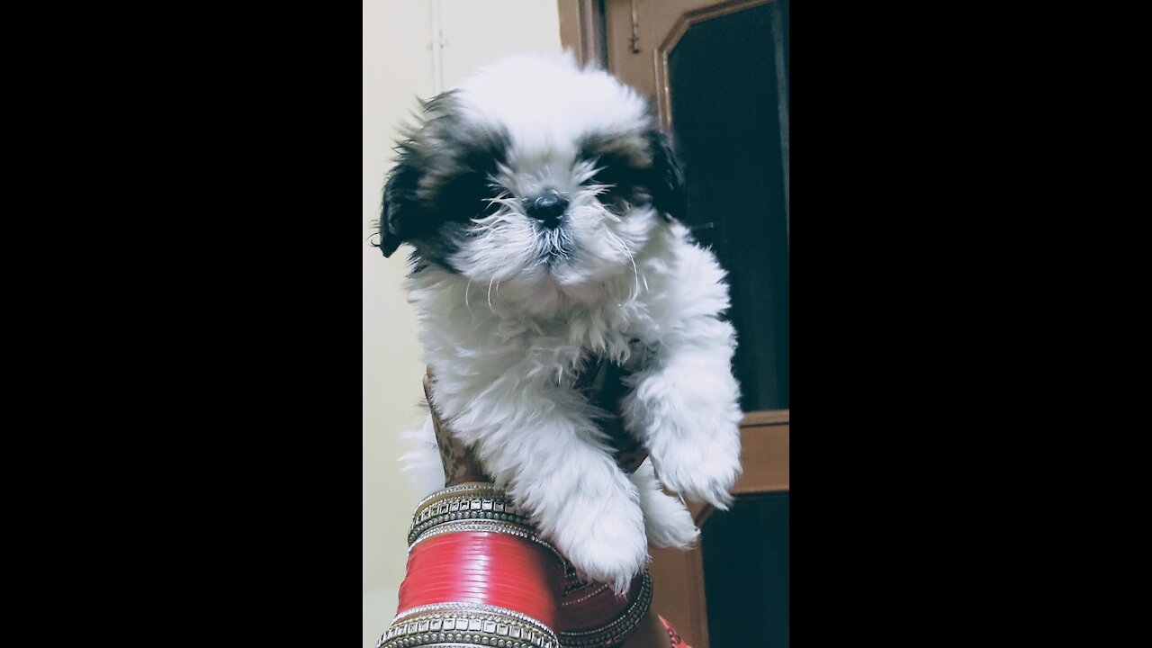 Cute puppy(Coco)
